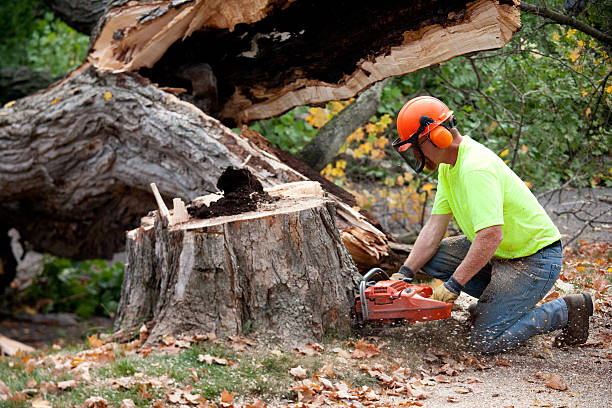 Reliable Galveston, IN Tree Services Solutions